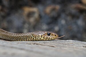 Rat Snake photographed at Chobhar, Kathmandu.