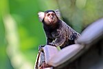 Thumbnail for File:Sagui de tufos brancos 1.jpg