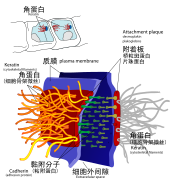 桥粒(细胞连接).svg