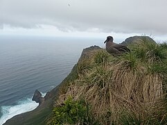 2021-12 Amsterdam Island - Dark-mantled sooty albatross 03.jpg