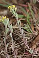 Alyssum desertorum