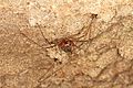 Tailless whip scorpion (Amblypygi), Footprint Cave