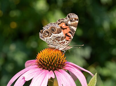 American lady on purple coneflower (74770)