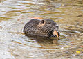 Nutria