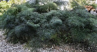 Canyaferla (camí de la Colònia, Massís del Montgó, País Valencià) 3.jpg