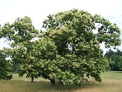 Chestnut Castanea dentata.jpg