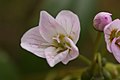 Claytonia lanceolata