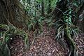 Buttress roots in Cockscomb Basin Wildlife Sanctuary