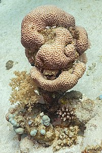 Coral cerebro (Platygyra daedalea), parque nacional Ras Muhammad, Egipto, 2022-03-27, DD 70