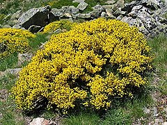 Cytisus oromediterraneus. Piornu moriscu.jpg