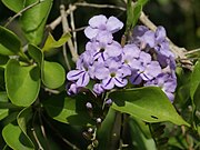 Duranta erecta