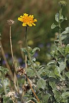 Encelia actoni