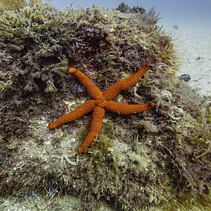 Estrella roja del Mediterráneo (Echinaster sepositus), Parque natural de la Arrábida, Portugal, 2020-07-31, DD 110