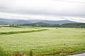 Buckwheat Field (Horokanai Town) ソバ畑（幌加内町）