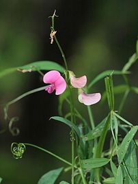 Lathyrus sylvestris Type species