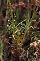 Leptosyne bigelovii