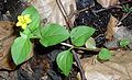 Lysimachia nemorum