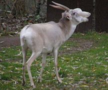 Saiga tatarica tatarica (cropped).jpg