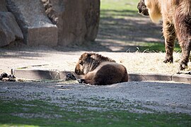 Sichuan-Takin-3.jpg