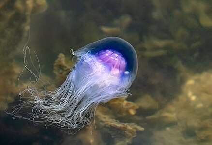 Sideview of contracted bluefire jellyfish in Brofjorden at Sandvik 2