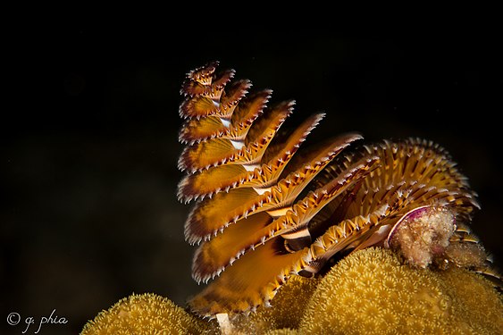 "2017,_cuba,_jardines_aggressor,_playa_bonita,_christmas_tree_worm_(23700569188).jpg" by User:Christian Ferrer