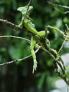 Basiliscus plumifrons