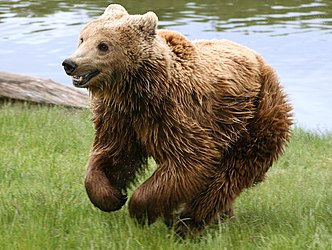 Oso pardo corriendo. Desde Skandinavisk Dyrepark, Dinamarca.