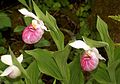 Cypripedium reginae