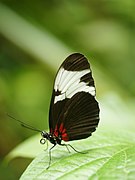 Heliconius sapho