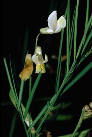 Lathyrus pannonicus