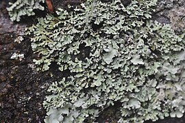 Lichens - Fussion of Algae and Fungi.jpg