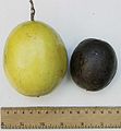 Passiflora edulis Size differences between the two varieties