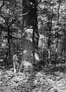 Photograph of Tulip Poplar in a Virgin Stand on the Sensmyer Tract - NARA - 2129033.jpg