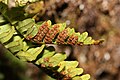 Polypodium amorphum