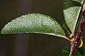 Prunus emarginata