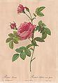 Rosa inermis, ~1817