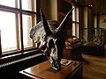 Triceraptops horridus