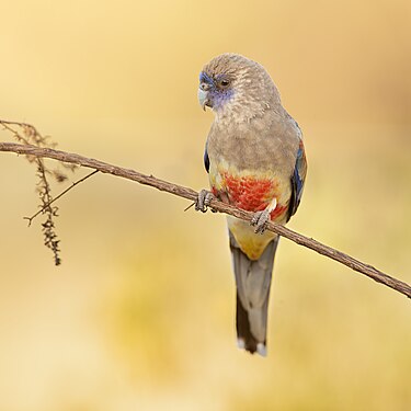 "Yellow-vented_Bluebonnet_12-_Patchewollock.jpg" by User:JJ Harrison