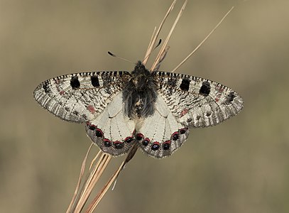 Archon apollinus (False Apollo)