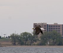 Bald Eagle - panoramio.jpg