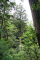 Yakushima