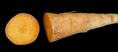 Daucus carota 15-p.bot-daucu.carota-58.jpg