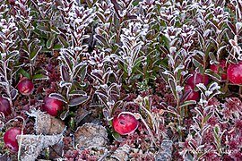 Fresh Frozen Cranberries (6806948455).jpg