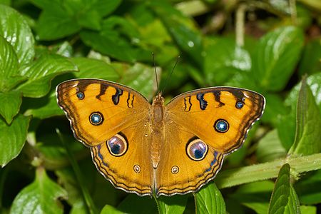 Junonia almana (Peacock Pansy)