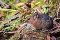 * Nomination Large-eared pika (Ochotona macrotis) near Annapurna base camp in Annapurna Conservation Area, Nepal. By User:Sangyam adventurer --Nirmal Dulal 06:06, 19 July 2021 (UTC) * Decline  Oppose Blurry, sorry. --Nefronus 08:30, 25 July 2021 (UTC)