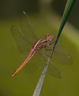 Scarlet dragonfly, Ichkeul National Park Mohamed Gouli