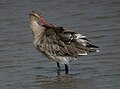 In winter plumage; Norfolk, UK