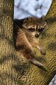 * Nomination Raccoon Dog in High Park --Fabian Roudra Baroi 02:07, 24 May 2023 (UTC) * Promotion  Support Good quality -- Johann Jaritz 02:14, 24 May 2023 (UTC)