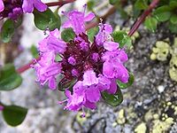 Thymus carpaticus