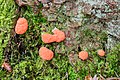 Tubifera ferruginosa